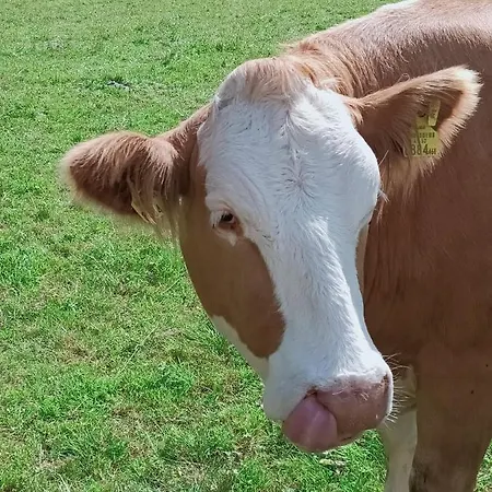Haus Katris * Mauterndorf (Salzburg)