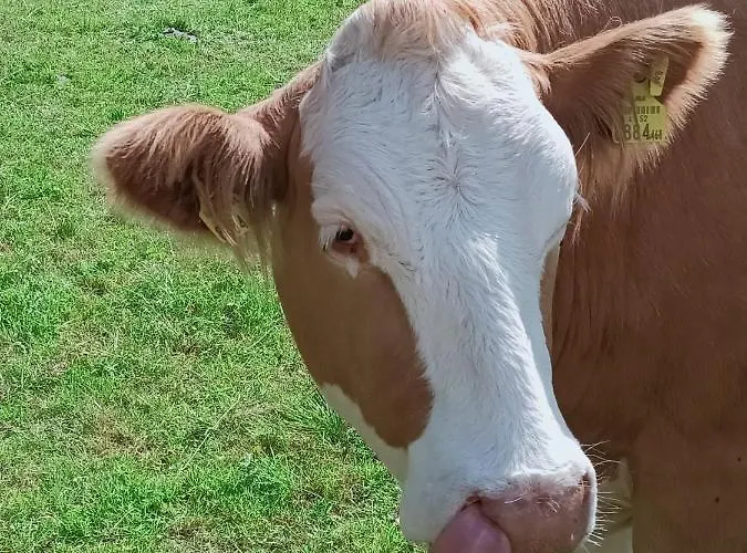 Haus Katris * Маутерндорф